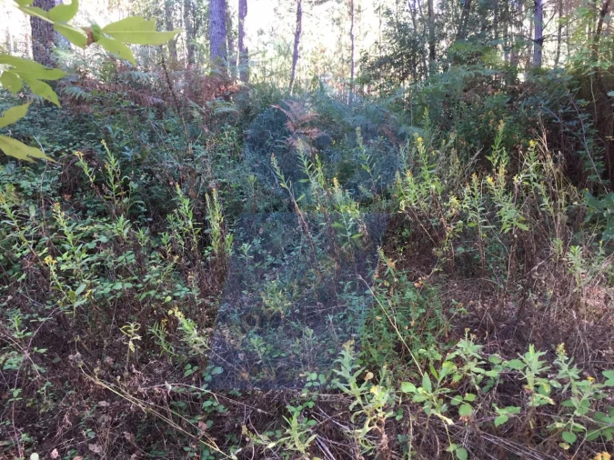 Terreno Agricola ou Rústico para Venda em Amoreira da Gândara, Paredes do Bairro e Ancas Foto 6