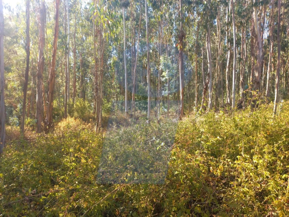 Terreno para Venda em Barrô e Aguada de Baixo Foto 6