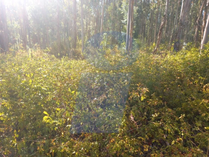 Terreno para Venda em Barrô e Aguada de Baixo Foto 5