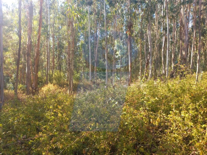 Terreno para Venda em Barrô e Aguada de Baixo Foto 6