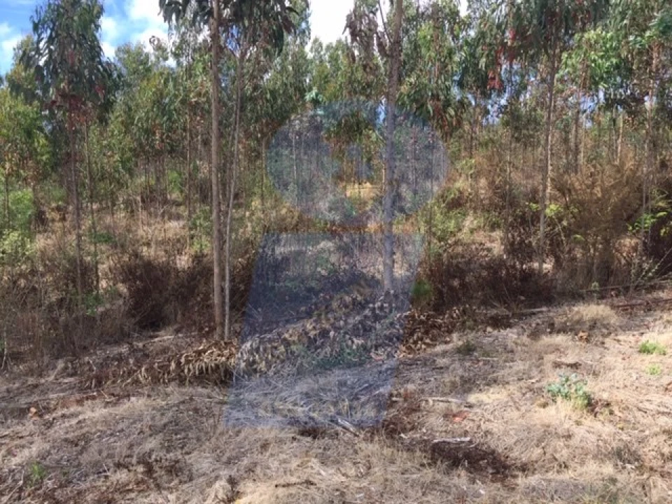 Terreno para Venda em Palhaça Foto 3