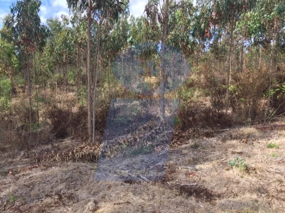 Terreno para Venda em Palhaça Foto 4