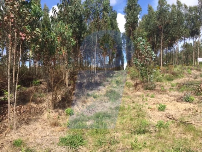 Terreno para Venda em Palhaça Foto 1