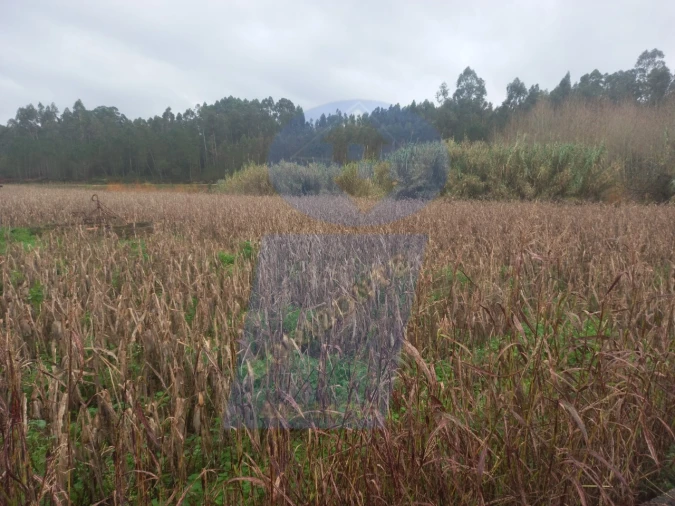 Terreno para Venda em Amoreira da Gândara, Paredes do Bairro e Ancas Foto 4