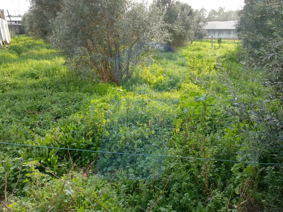 Terreno Comércio / Armazém para Venda em Aguada de Cima Foto 2