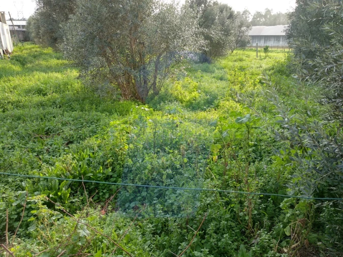 Terreno Comércio / Armazém para Venda em Aguada de Cima Foto 2