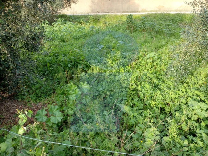 Terreno Comércio / Armazém para Venda em Aguada de Cima Foto 5