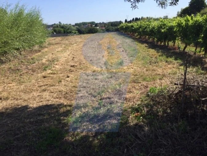 Terreno para Venda em Arcos e Mogofores Foto 5