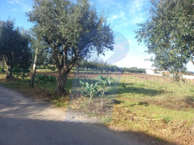 Terreno para Venda em Arcos e Mogofores Foto 7