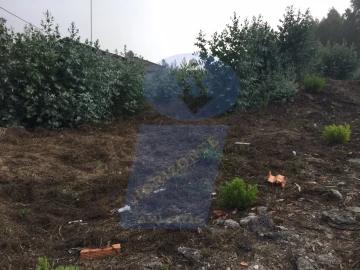 Terreno para Venda em Bustos, Troviscal e Mamarrosa