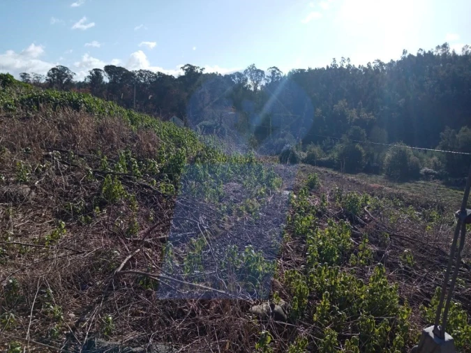 Terreno para Venda em Águeda e Borralha Foto 4