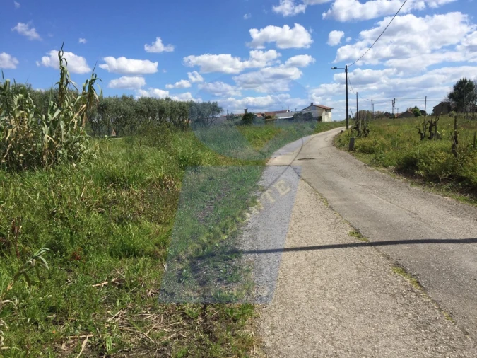 Terreno para Venda em Bustos, Troviscal e Mamarrosa Foto 3
