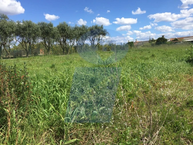 Terreno para Venda em Bustos, Troviscal e Mamarrosa Foto 4