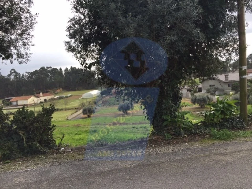 Terreno para Venda em Bustos, Troviscal e Mamarrosa Foto 3