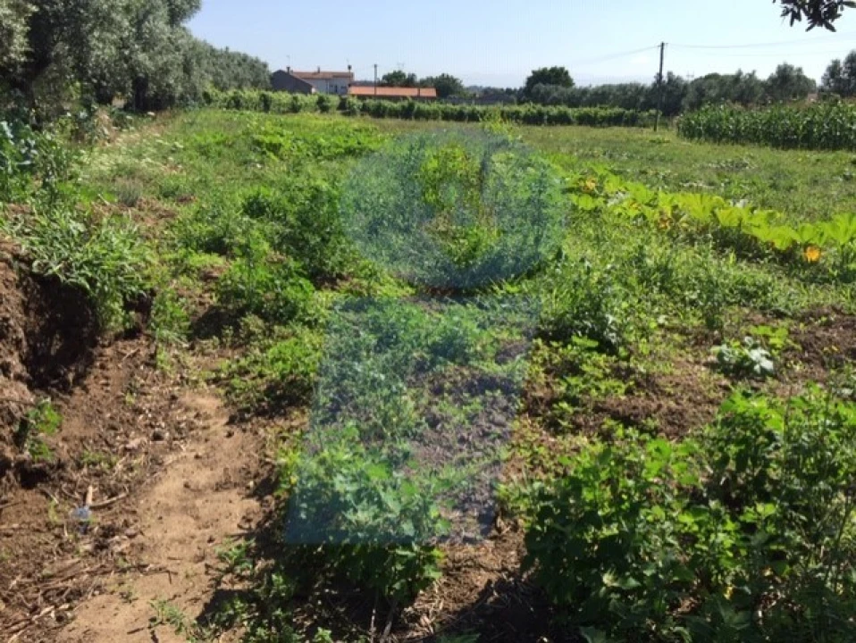 Terreno para Venda em São Lourenço do Bairro Foto 5