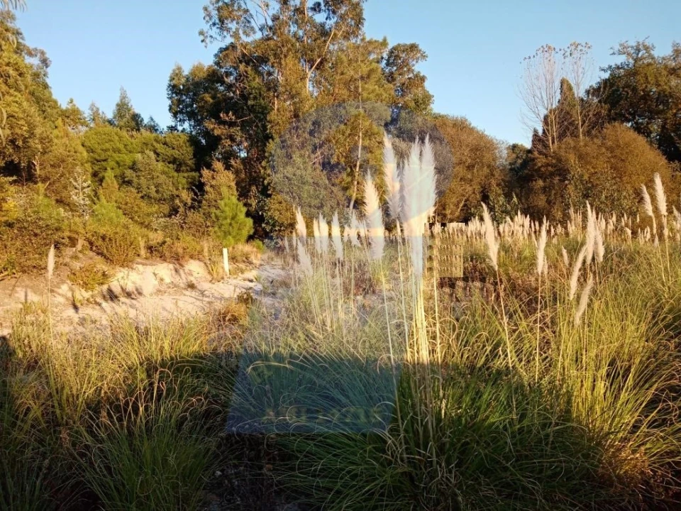 Terreno para Venda em Oliveira do Bairro Foto 3