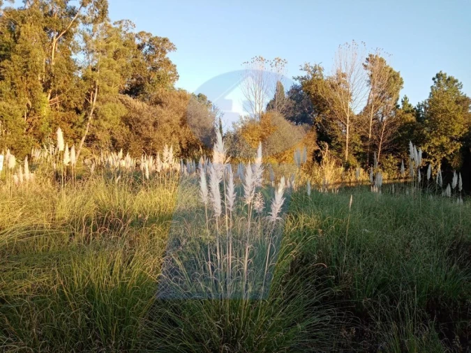 Terreno para Venda em Oliveira do Bairro Foto 4