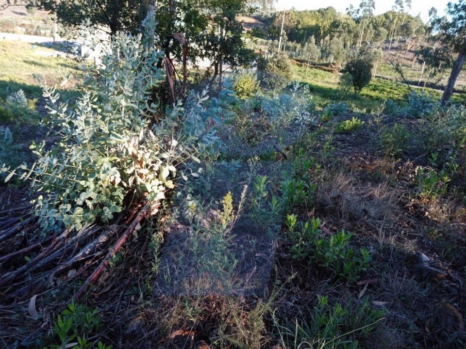 Terreno para Venda em Oiã Foto 2