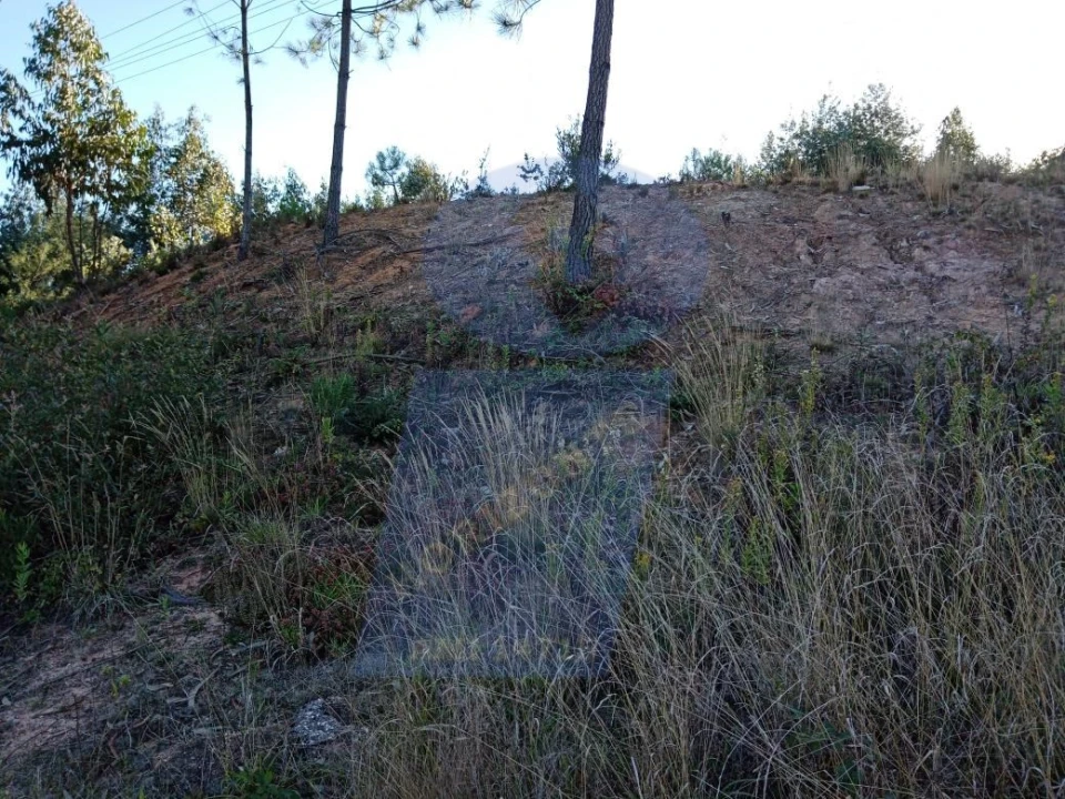Terreno para Venda em Oiã Foto 3