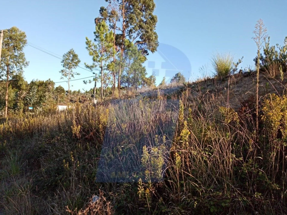 Terreno para Venda em Oiã Foto 1