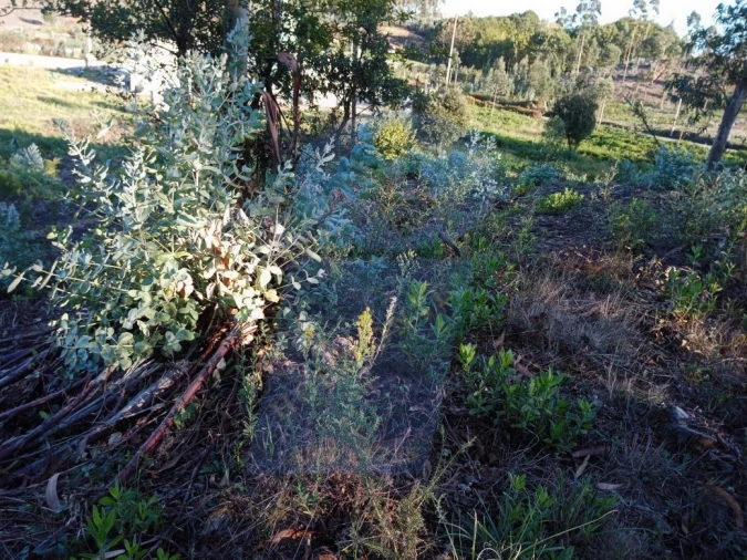 Terreno para Venda em Oiã Foto 2