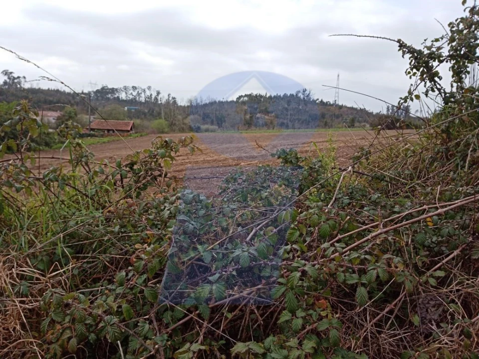 Terreno para Venda em Requeixo, Nossa Senhora de Fátima e Nariz Foto 6