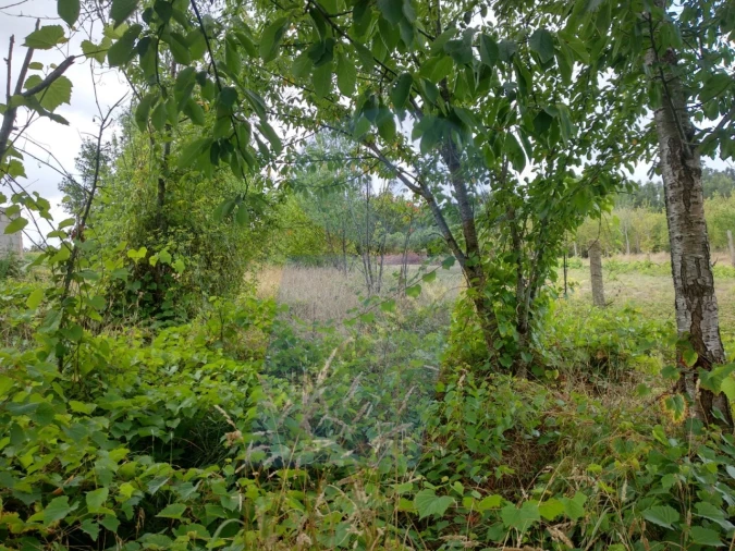 Terreno para Venda em Sangalhos Foto 2