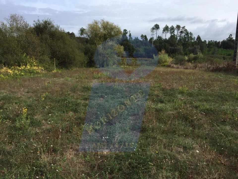 Terreno Agricola ou Rústico para Venda em Arcos e Mogofores Foto 5