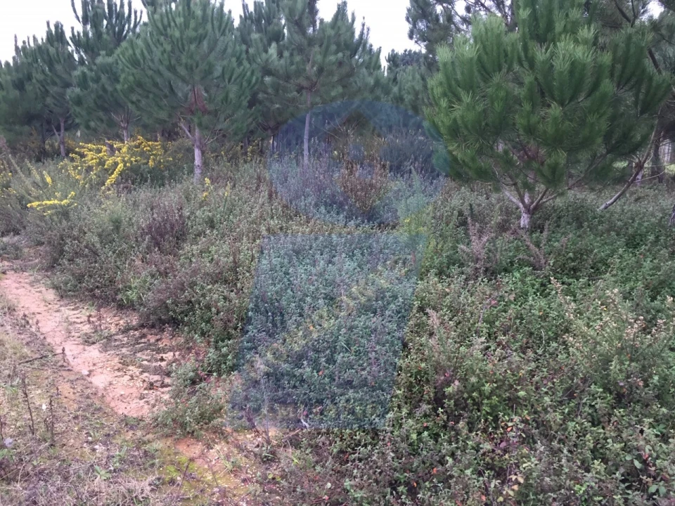 Terreno para Venda em Palhaça Foto 2