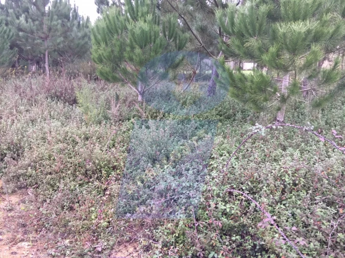 Terreno para Venda em Palhaça