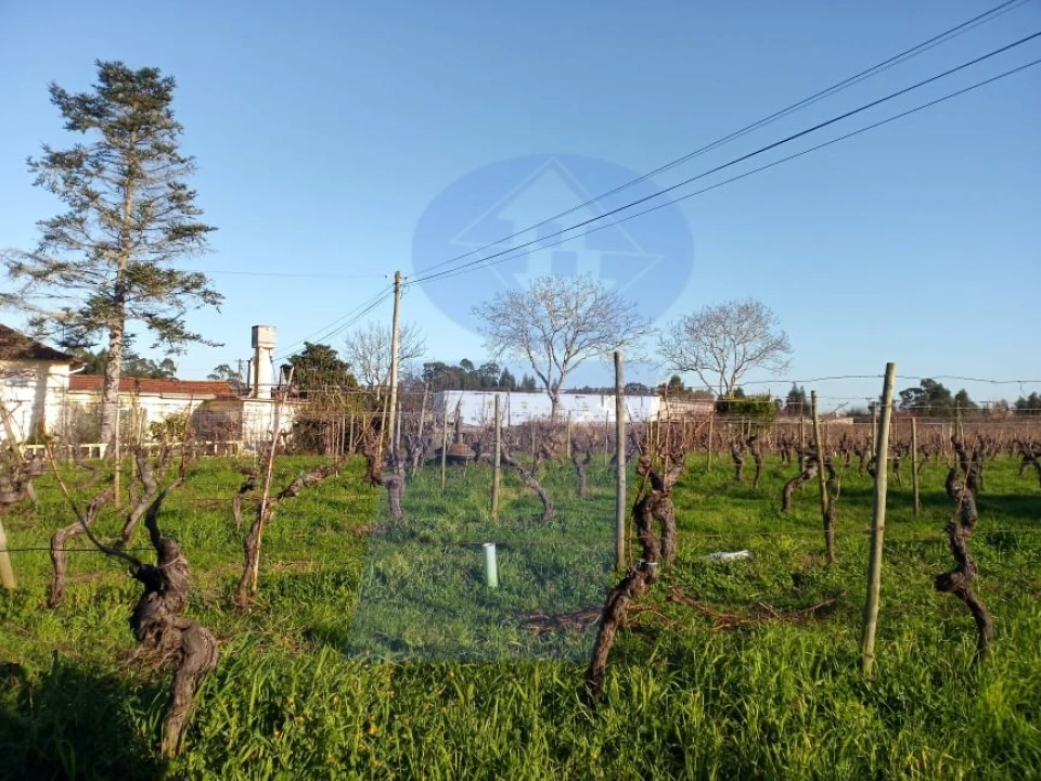Terreno para Venda em Bustos, Troviscal e Mamarrosa Foto 4