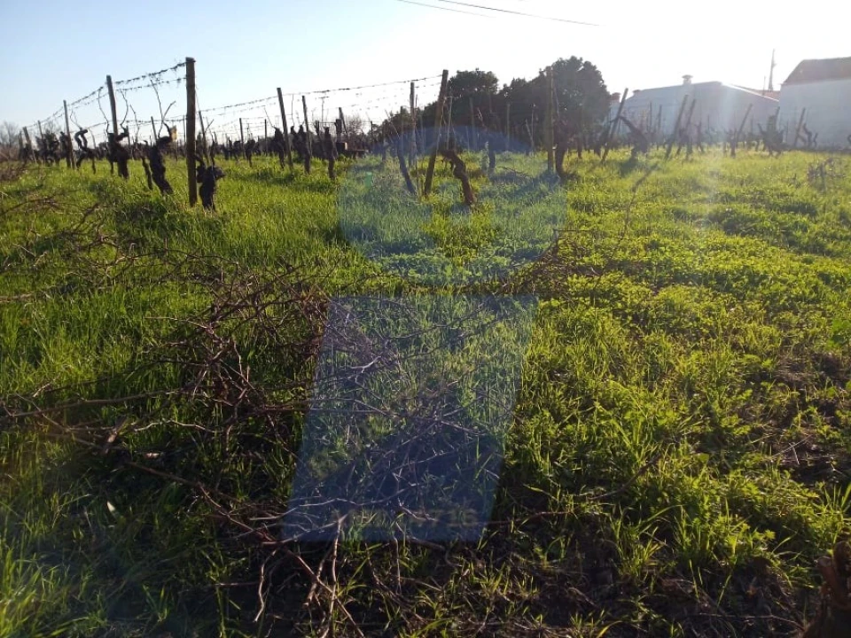Terreno para Venda em Bustos, Troviscal e Mamarrosa Foto 5