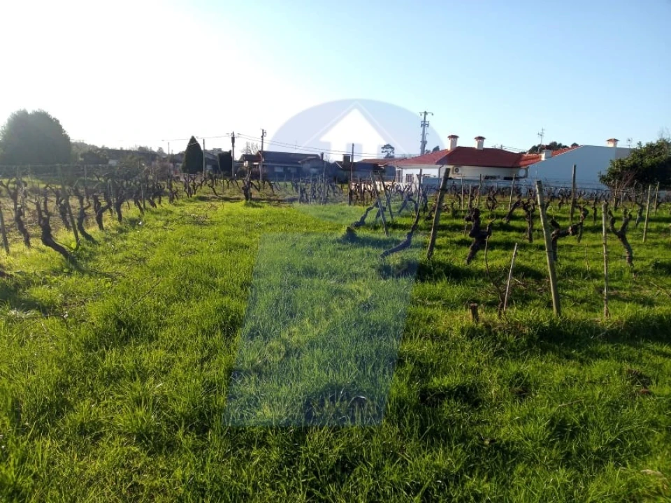 Terreno para Venda em Bustos, Troviscal e Mamarrosa Foto 1