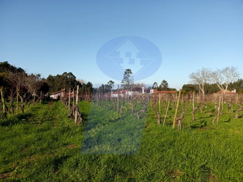 Terreno para Venda em Bustos, Troviscal e Mamarrosa Foto 6