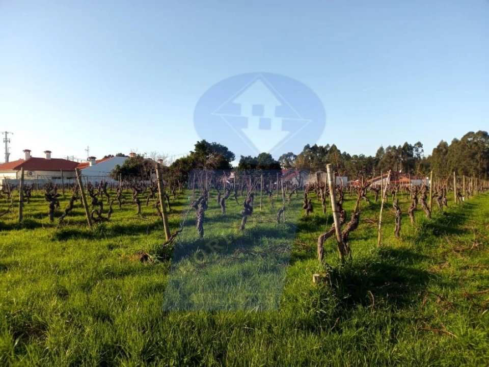 Terreno para Venda em Bustos, Troviscal e Mamarrosa Foto 7