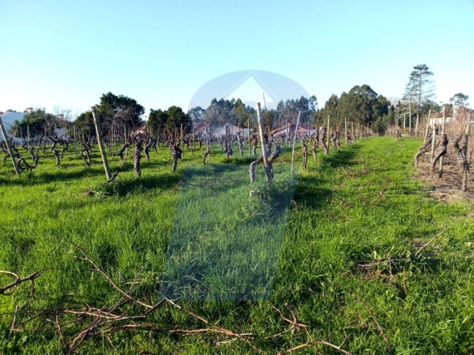 Terreno para Venda em Bustos, Troviscal e Mamarrosa Foto 8