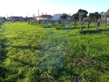 Terreno para Venda em Bustos, Troviscal e Mamarrosa