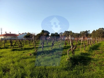Terreno para Venda em Bustos, Troviscal e Mamarrosa
