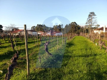 Terreno para Venda em Bustos, Troviscal e Mamarrosa
