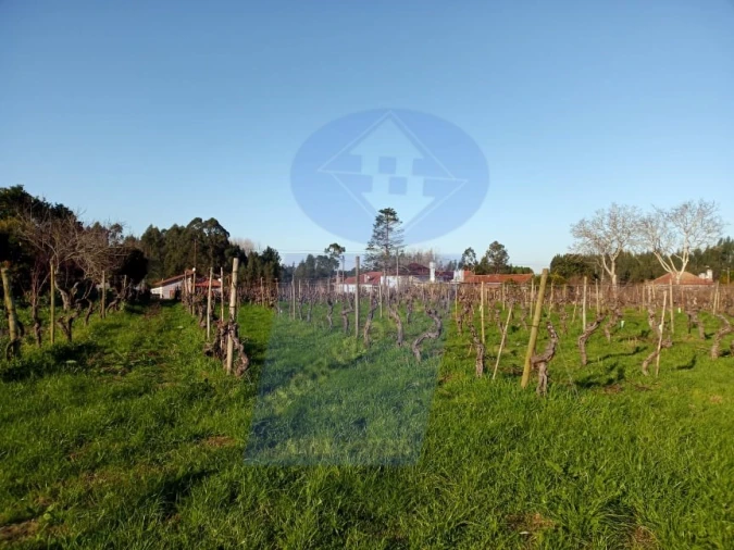 Terreno para Venda em Bustos, Troviscal e Mamarrosa Foto 6