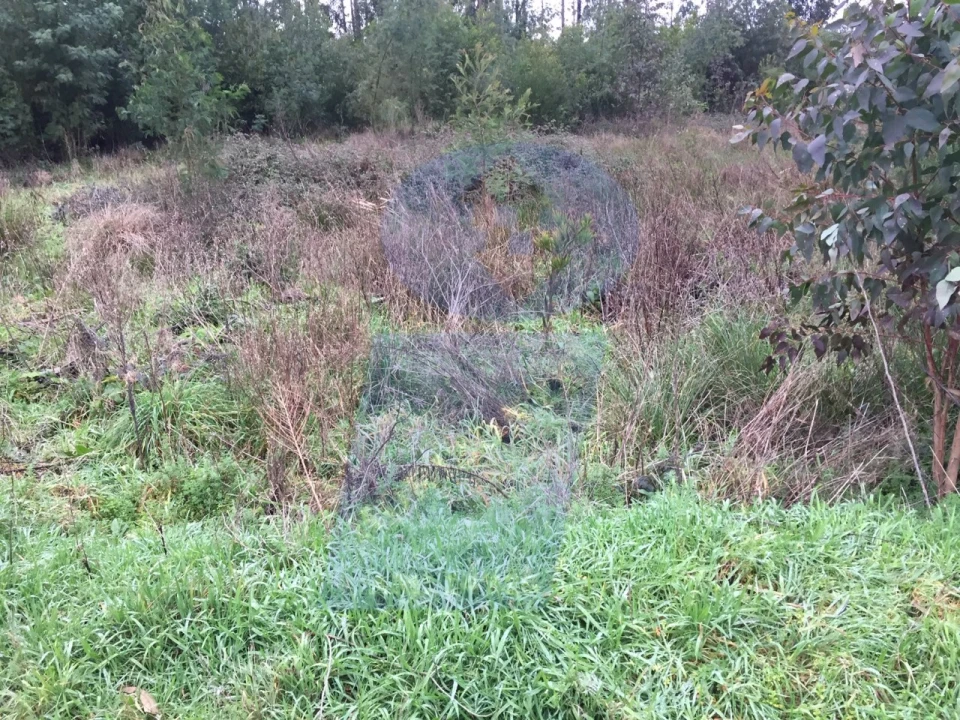 Terreno Agricola ou Rústico para Venda em Requeixo, Nossa Senhora de Fátima e Nariz Foto 1