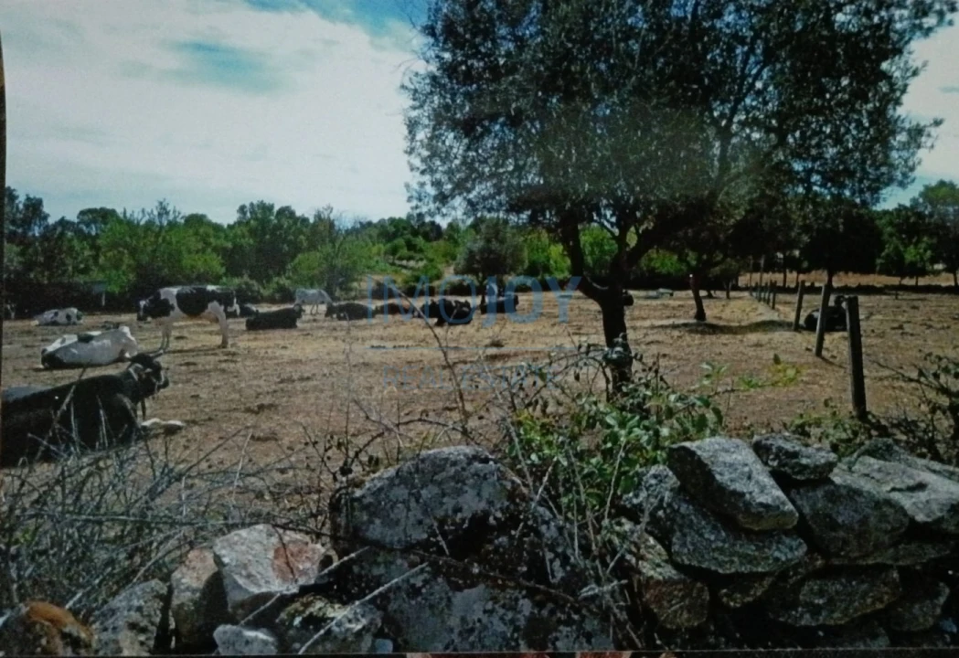 Terreno Agricola ou Rústico para Venda em Castelo Mendo, Ade, Monteperobolso e Mesquitela Foto 5