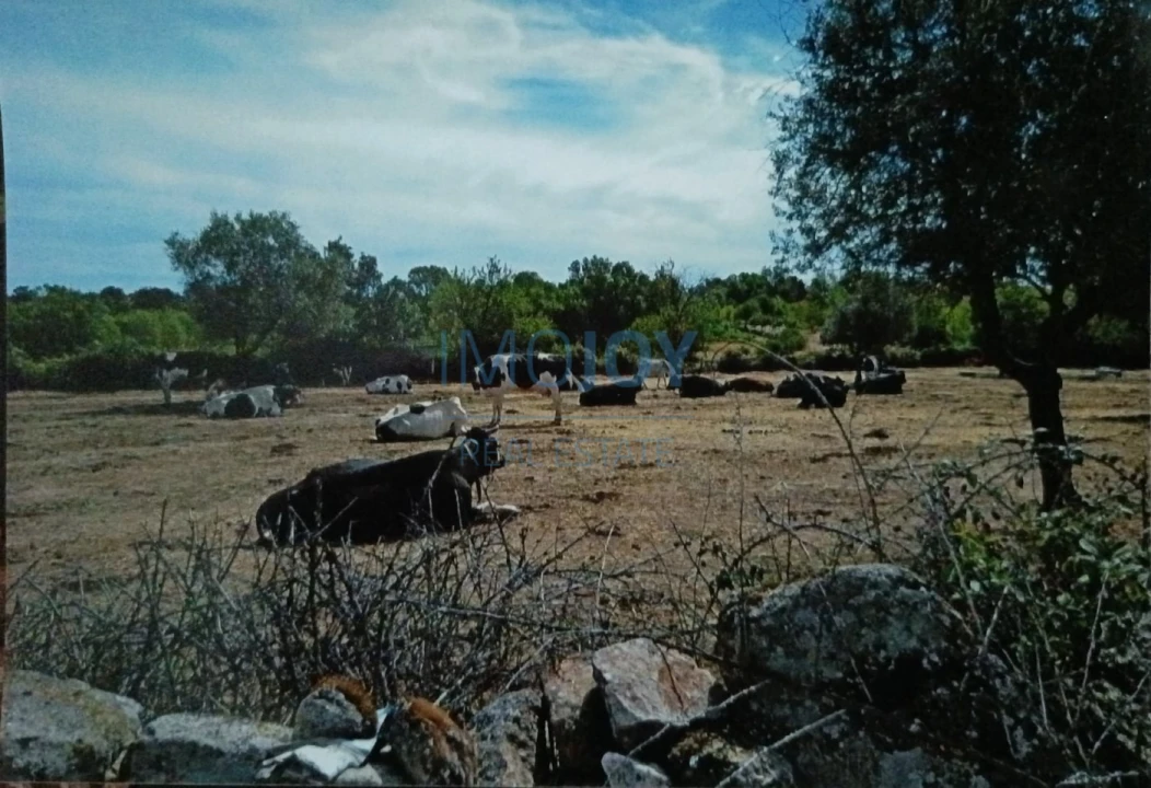 Terreno Agricola ou Rústico para Venda em Castelo Mendo, Ade, Monteperobolso e Mesquitela Foto 8