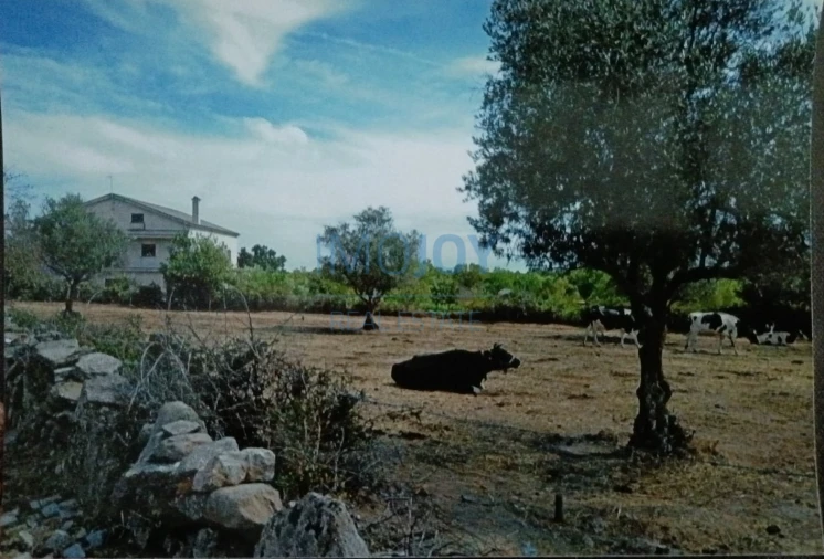 Terreno Agricola ou Rústico para Venda em Castelo Mendo, Ade, Monteperobolso e Mesquitela Foto 9