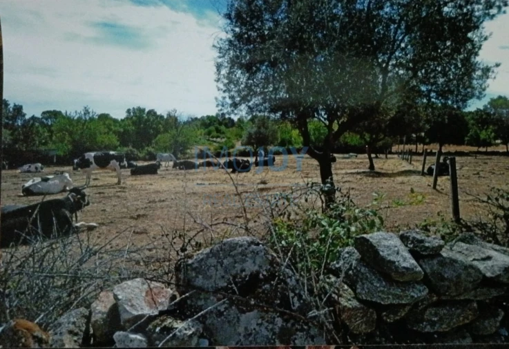 Terreno Agricola ou Rústico para Venda em Castelo Mendo, Ade, Monteperobolso e Mesquitela Foto 10