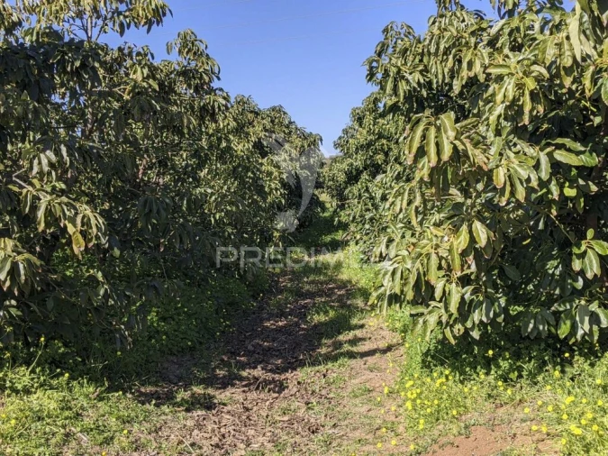 Quinta T1 para Venda em Vila Nova de Cacela Foto 16