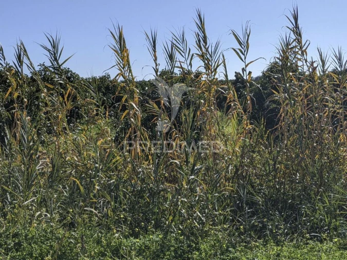 Quinta T1 para Venda em Vila Nova de Cacela Foto 15