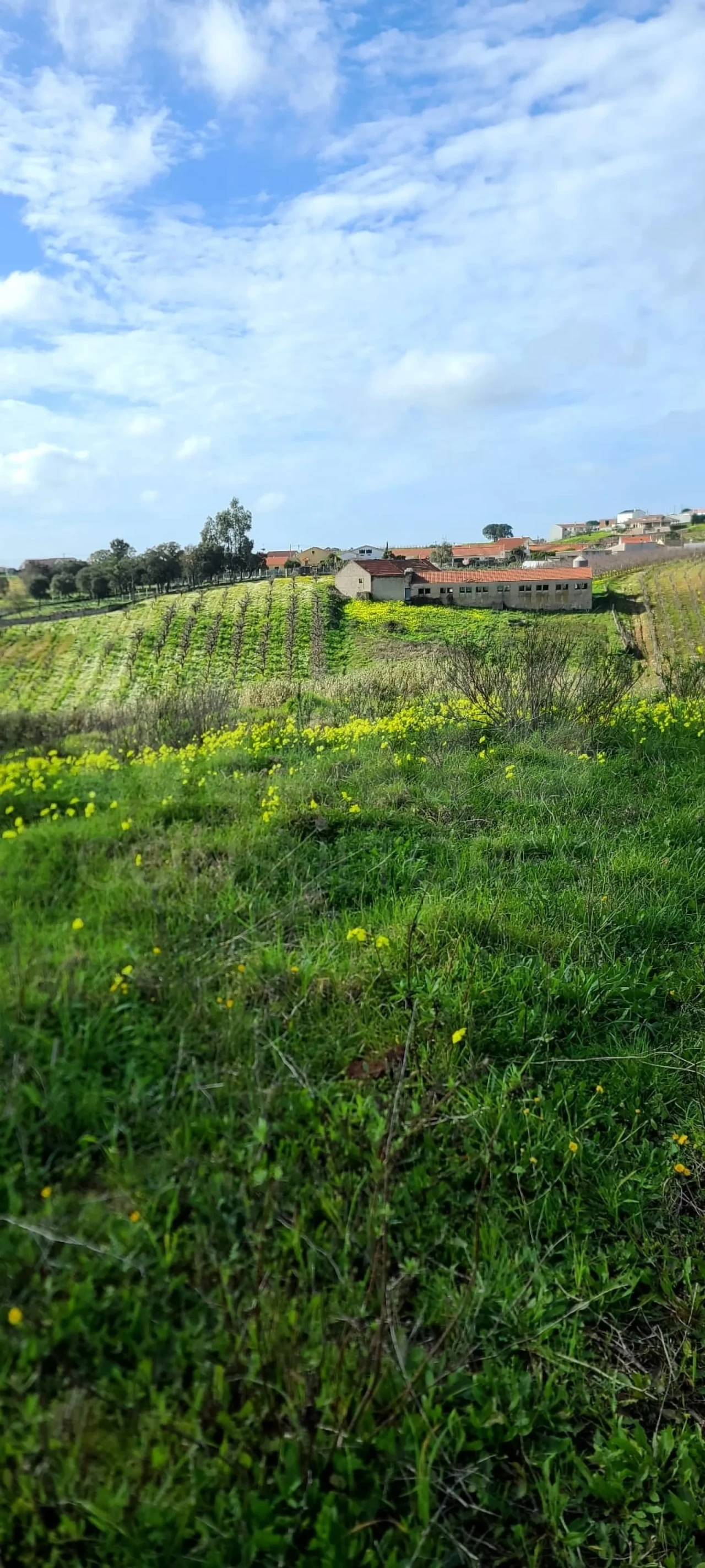Terreno para Venda em Lamas e Cercal Foto 1