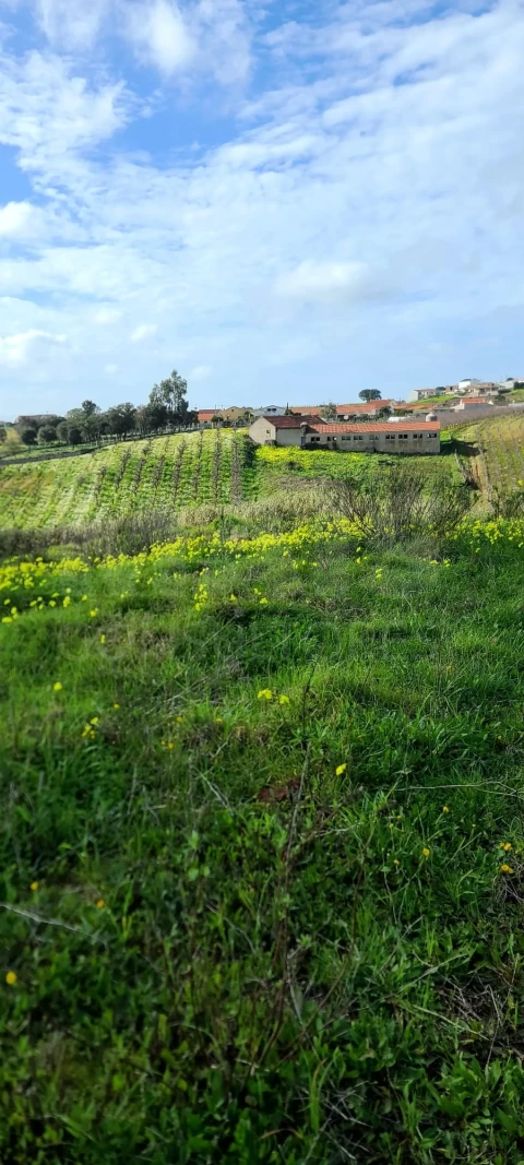 Terreno para Venda em Lamas e Cercal