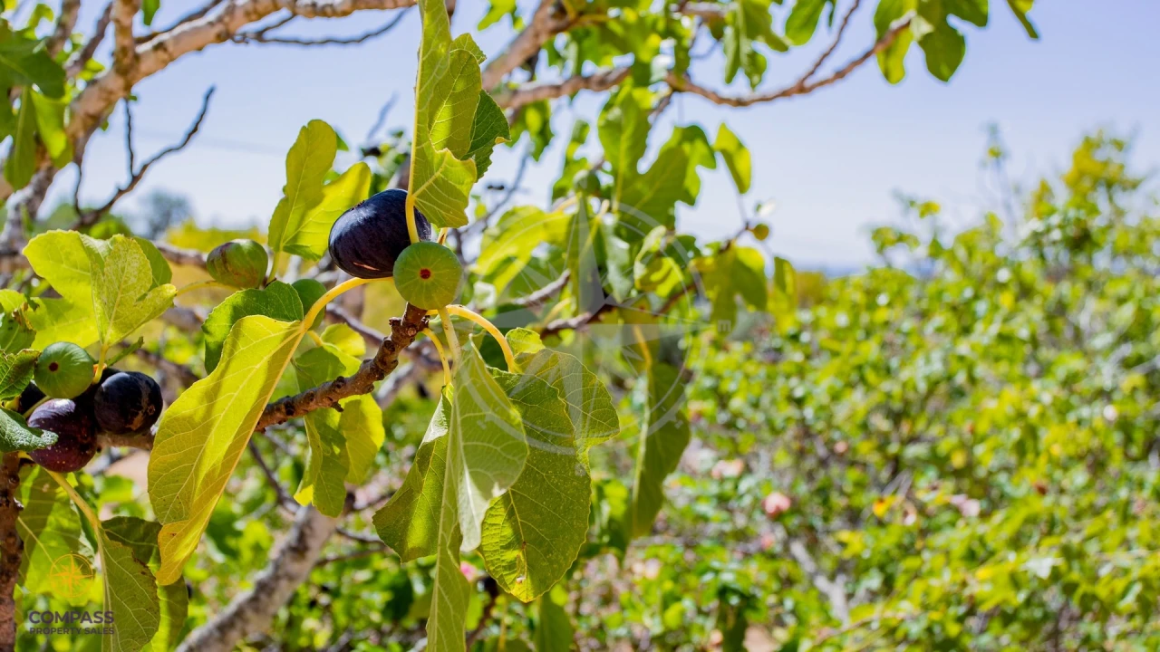 Moradia T6 para Venda em Conceição e Cabanas de Tavira Foto 13